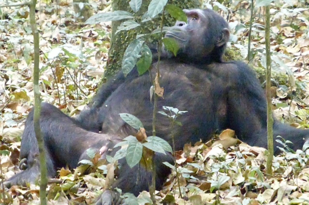 5 Days Uganda Gorilla Trekking, Gorilla Habituation and Wildlife Safari