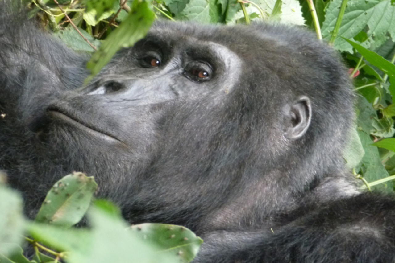 3 Days Uganda Gorilla Safari in Bwindi