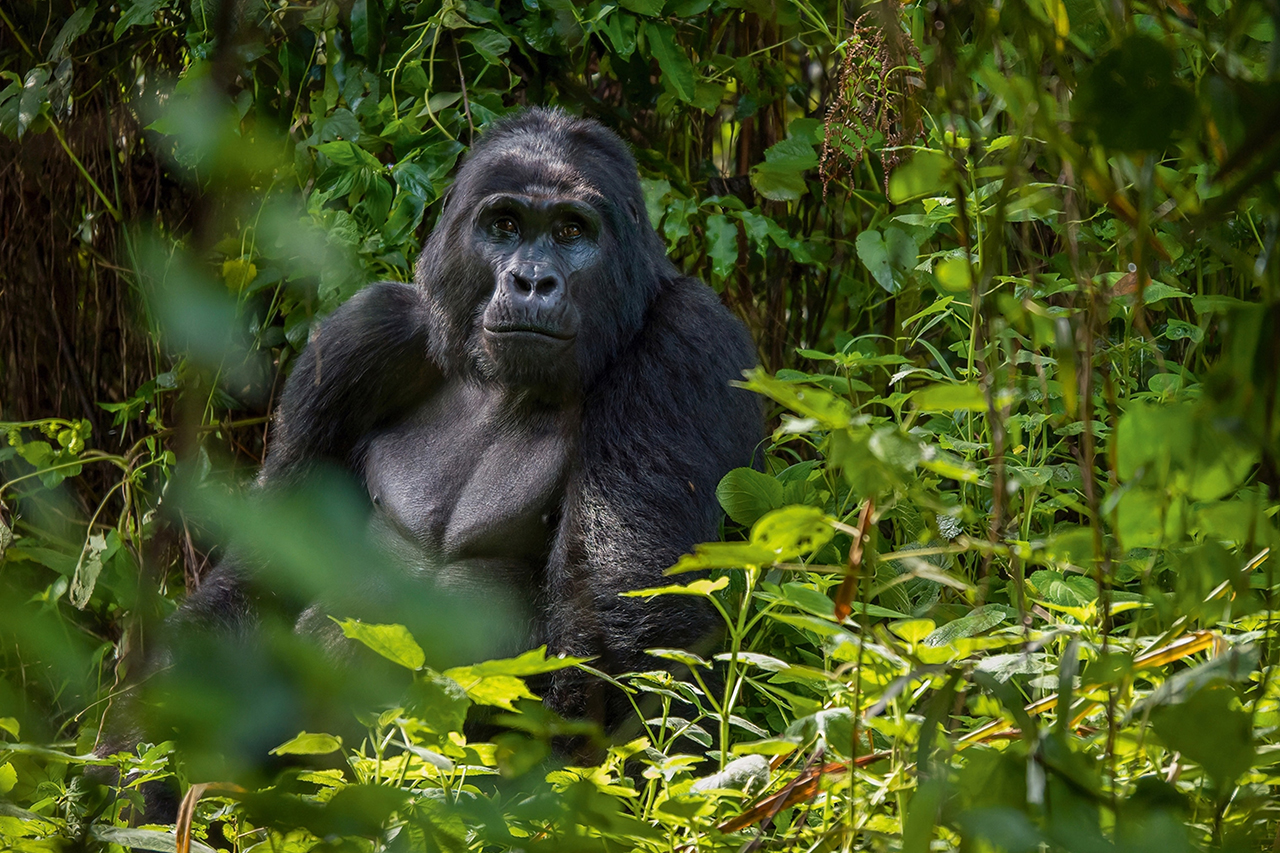 4 Days Uganda Gorillas & Lake Bunyonyi Safari