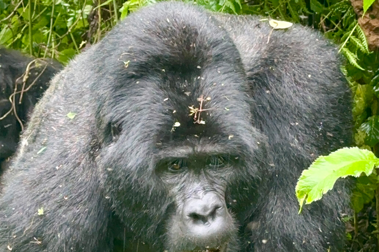 Main image for 5 Days Uganda Gorillas and Wildlife Safari