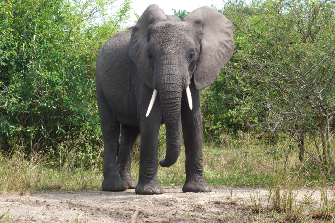 6 Days Uganda Wildlife Safari