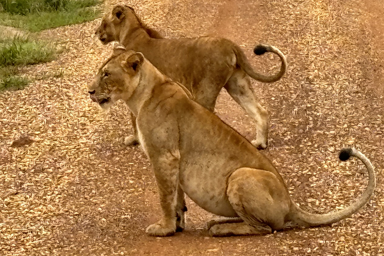 12 Days Uganda Safari