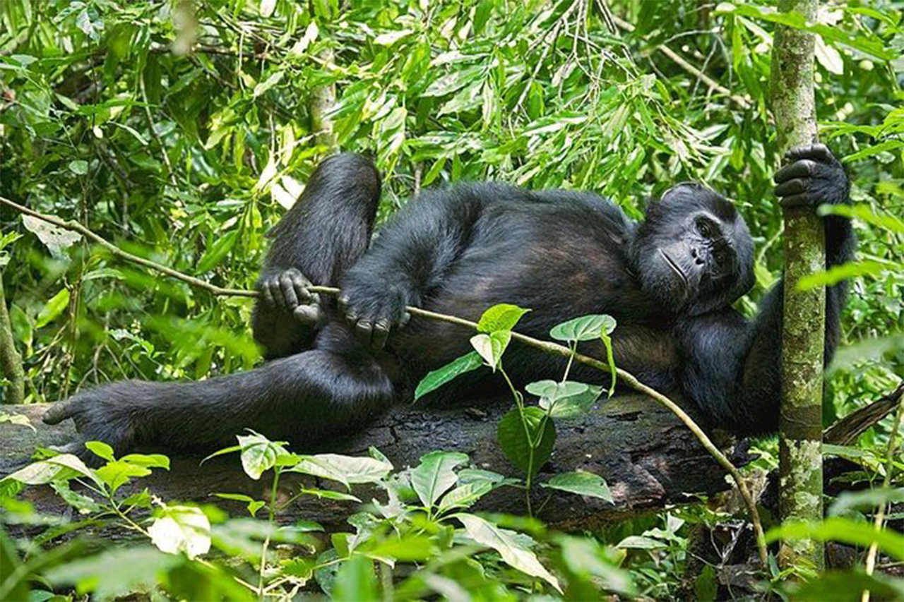 3 Days Uganda chimpanzee trekking safari in Kibale