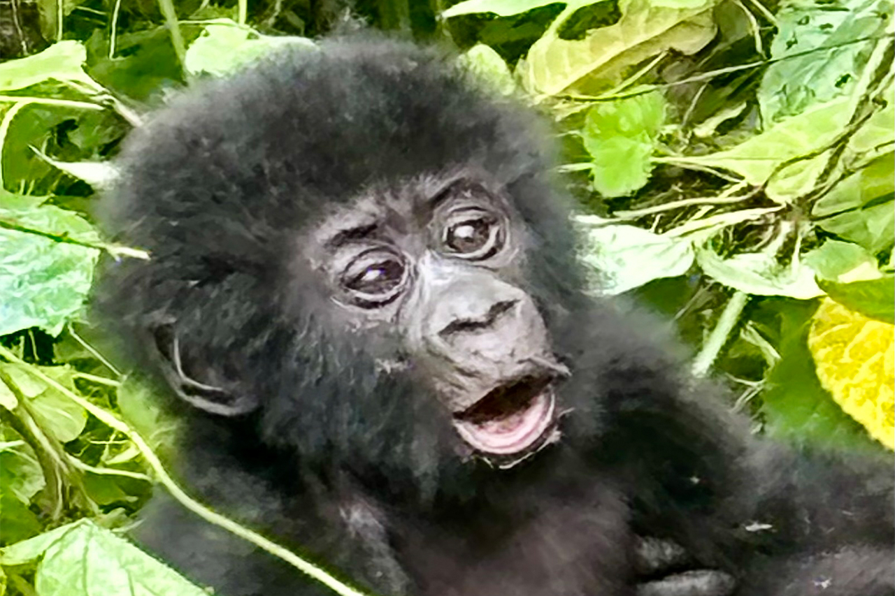 5 Days Bwindi Gorilla Double Trek & Chimpanzee Safari