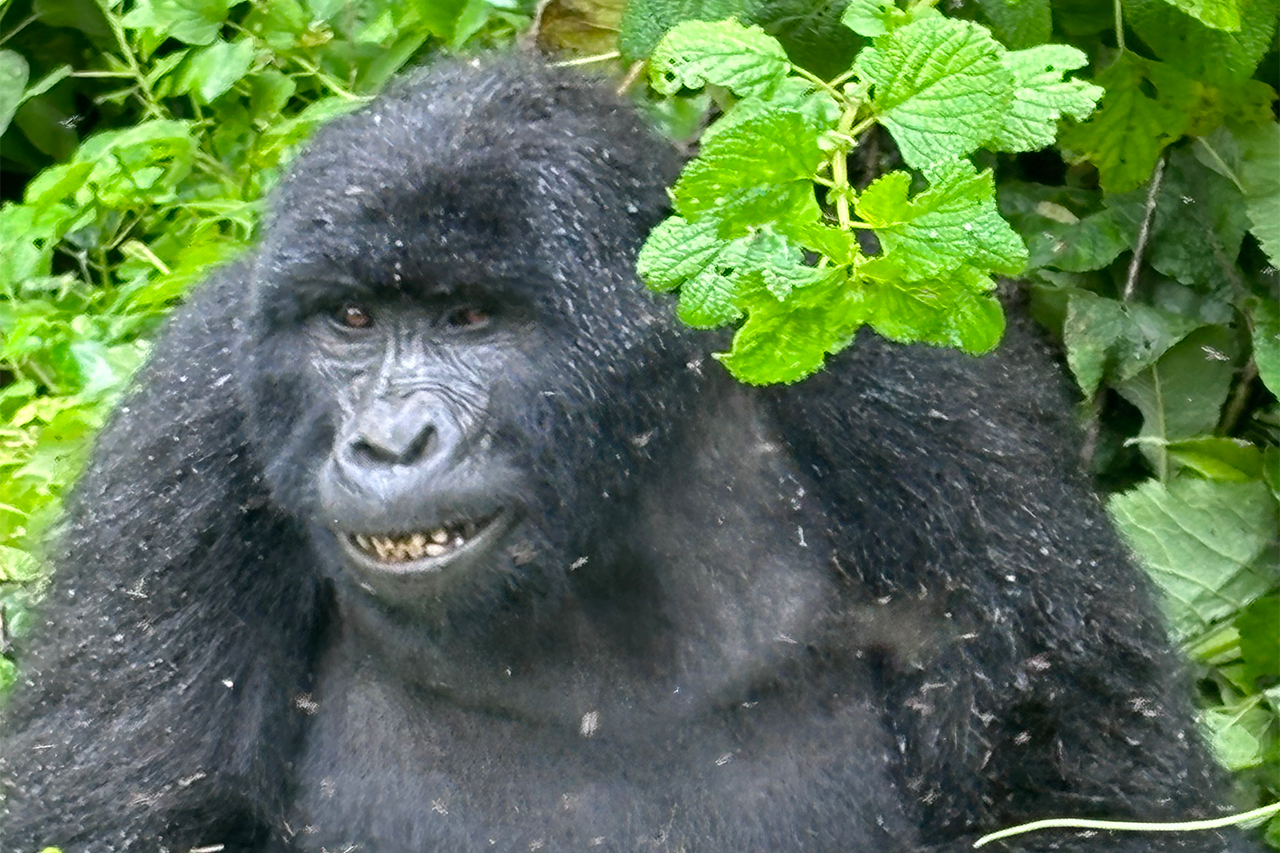 4 Days Bwindi Gorilla Double Trekking Safari